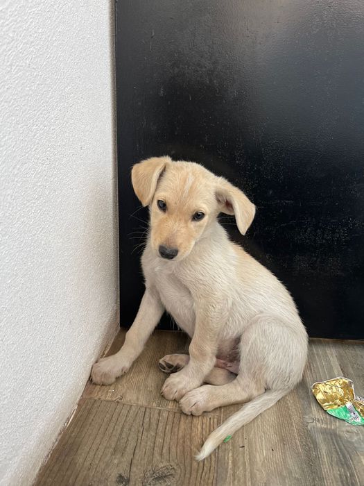 Bebés com 3 meses para adoção muito responsável