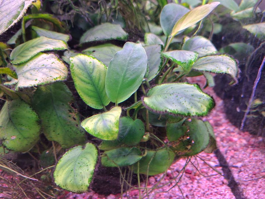 Anubias Barteri - min. 5 listków