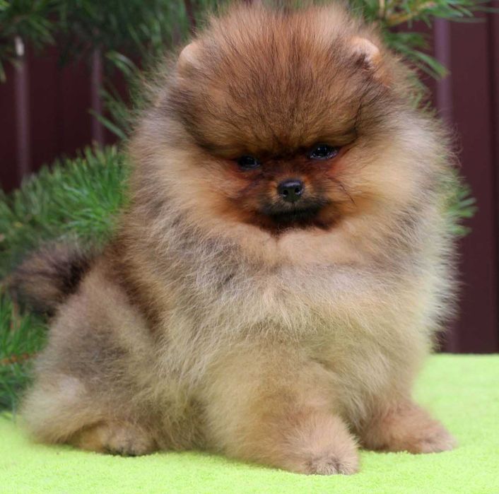 Spitz Alemão Anão ou Lulu da Pomerânia FEMEA LARANJA LOP e AFIXO