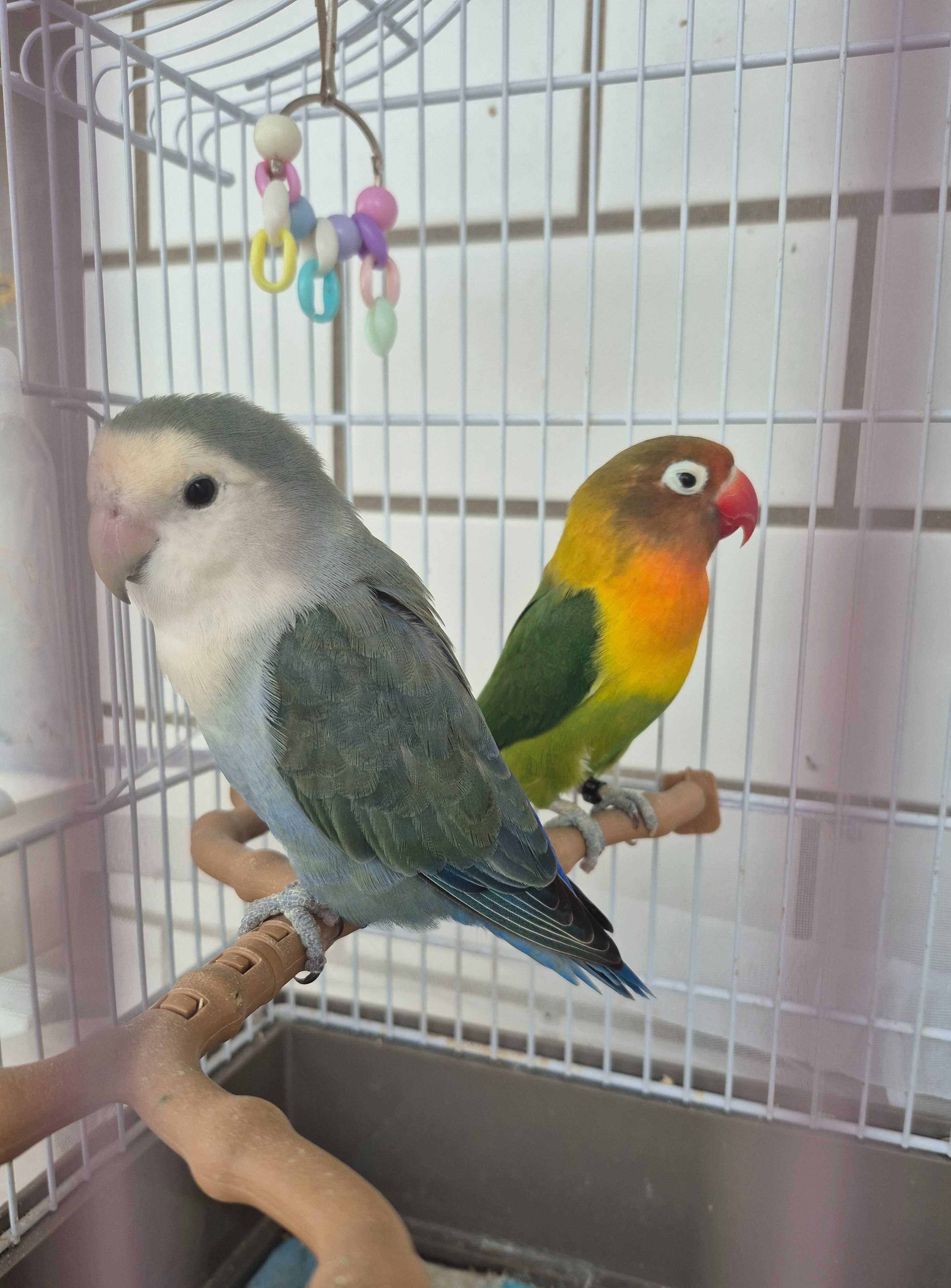 2 Agaponis com gaiola e acessórios