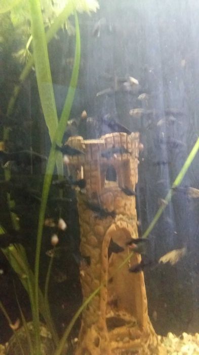 аквариумная рыбка -моллинезия