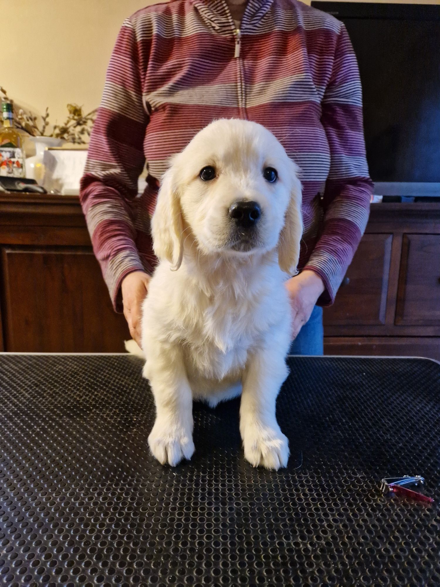 Golden retriever po championach Związek Kynologiczny w Polsce FCI