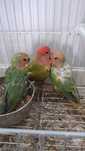 3 roseicollis urgente