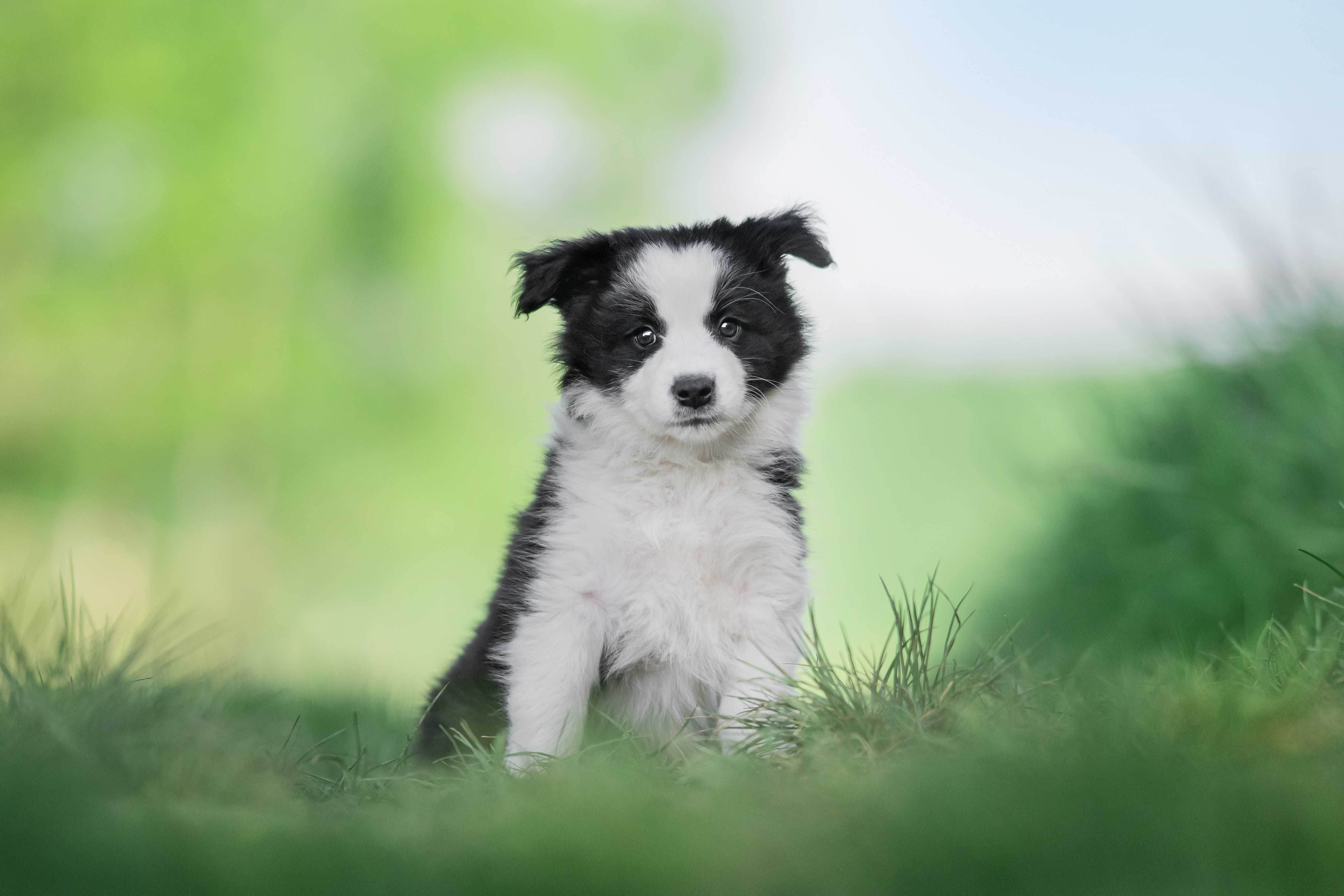 Border Collie ZKwP FCI