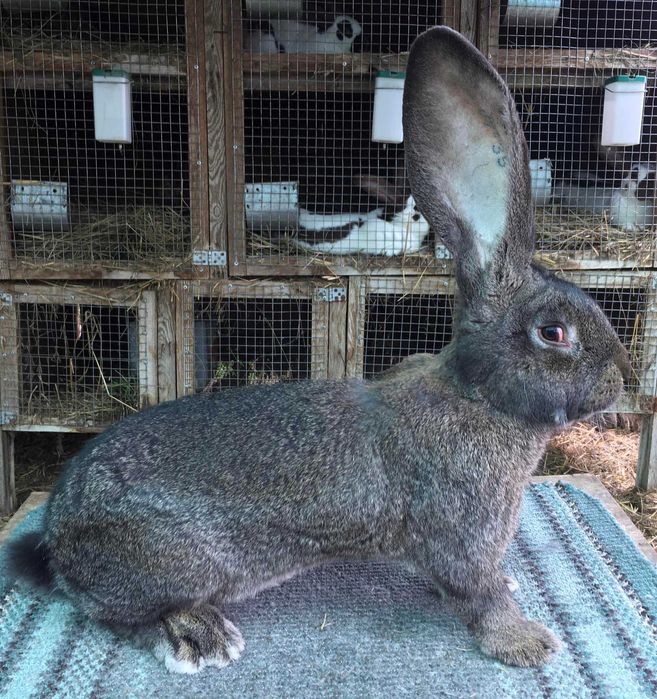 Бельгійський велетень  ( сірий )