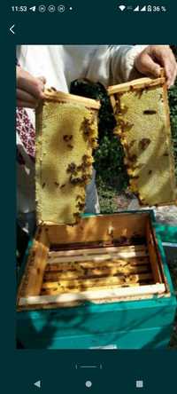 Продам бджоли, пчёлы, сім'ї, семьи, весна-літо 2023