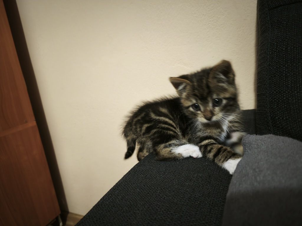 Piękny kocurek do oddania w dobre ręce