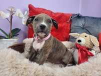 Rodzinna suczka amstaff!