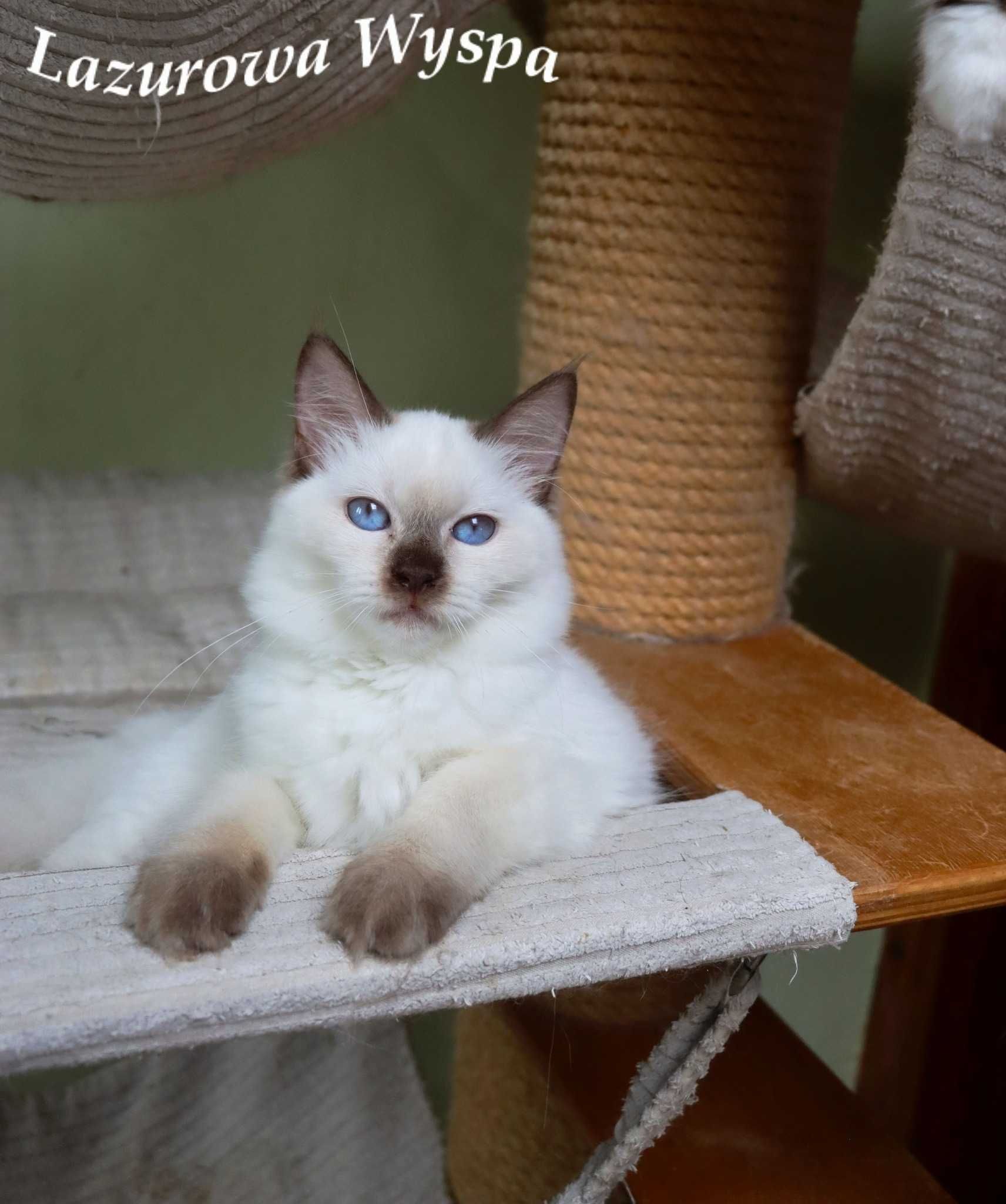 Mimi Ragdoll z Lazurowej Wyspy
