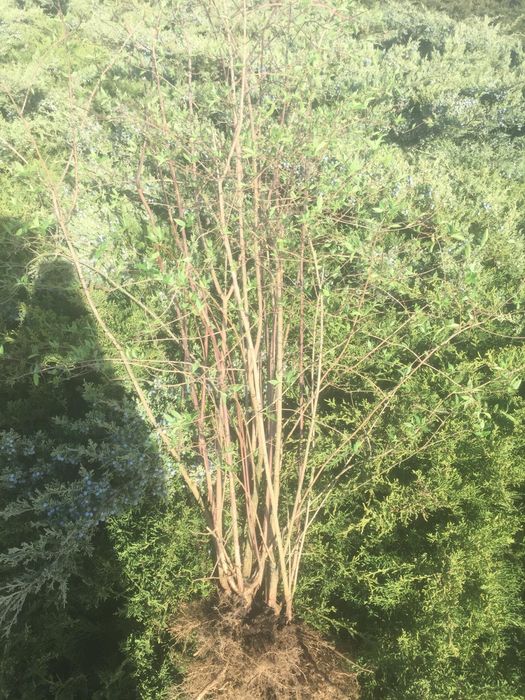 Чубушник корончатий Жасмін