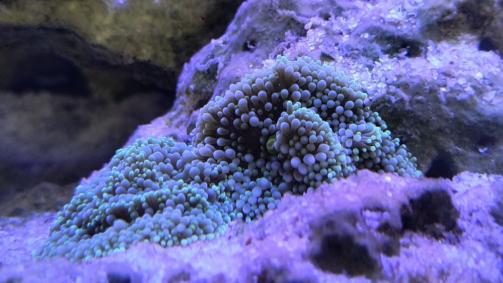 Rhodactis FLUO green akwarium morskie
