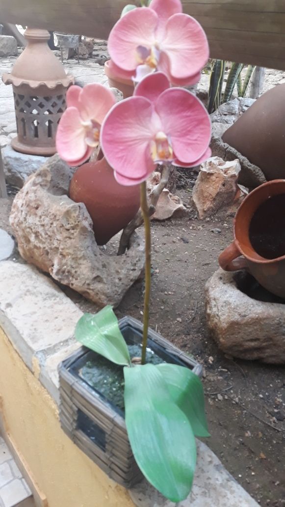 Orquídea rosa com vaso