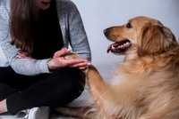 BEHAWIORYSTA / TRENER – pies, kot, szkolenia i konsultacje