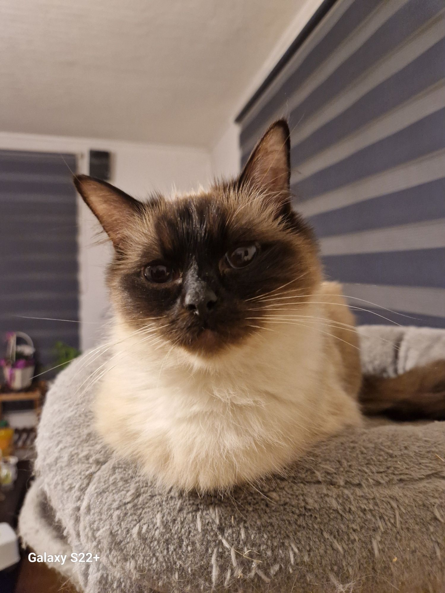 Ragdoll koteczka rasowa