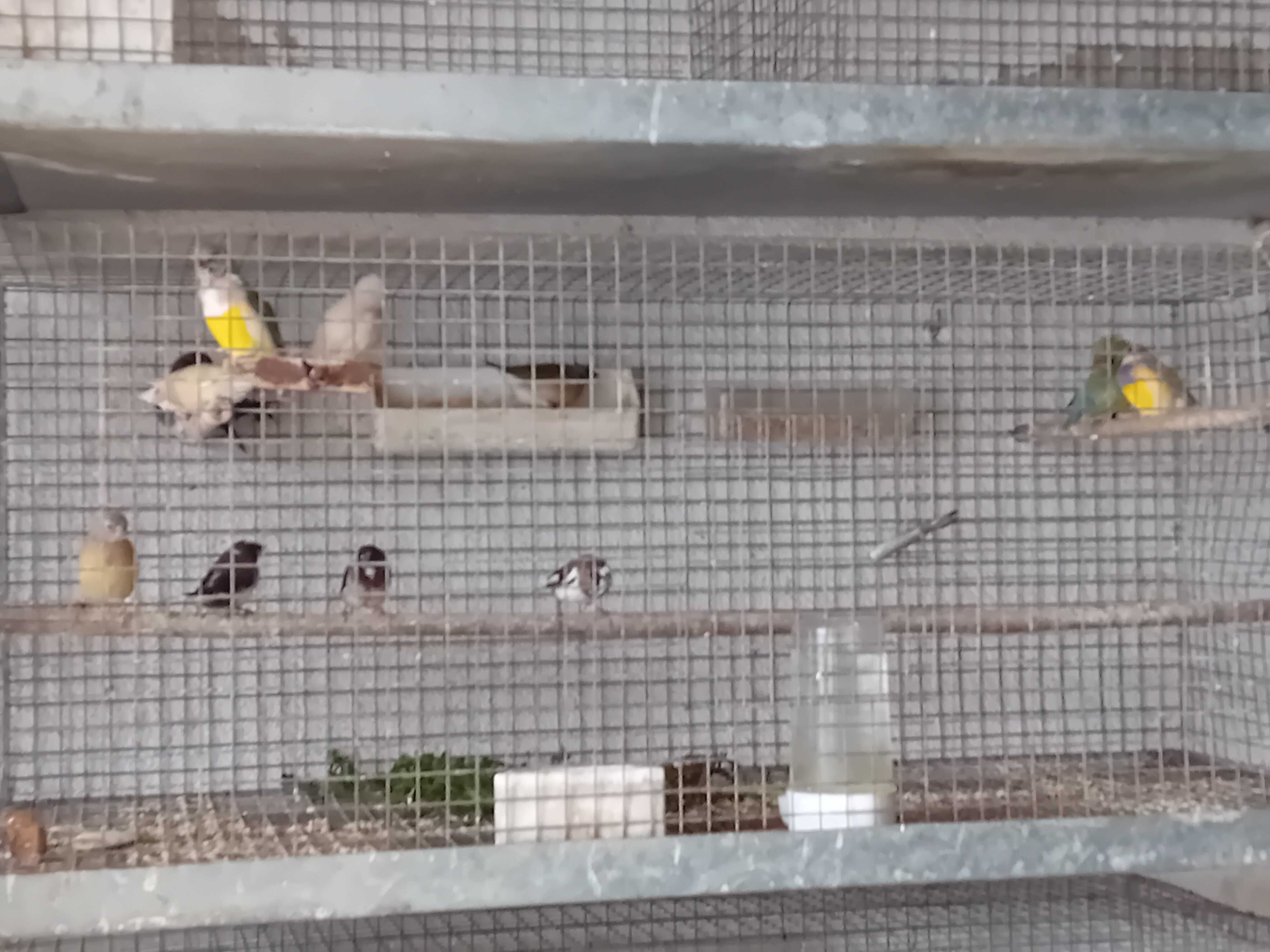 Lote Mandarins e Diamantes gold