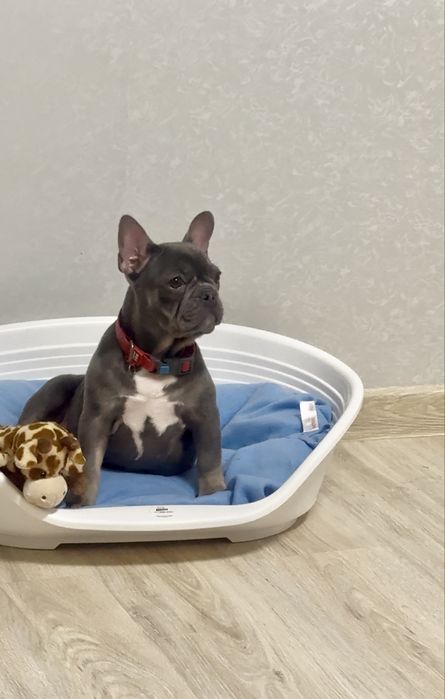 Французький бульдог 3 місяці