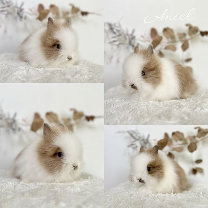Mikro Króliczki Karzełki Teddy, Mini Lop czystej rasy