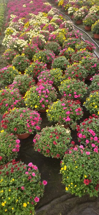 Chryzantemy hurt detal