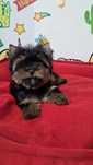Disney- yorkshire terrier piesek