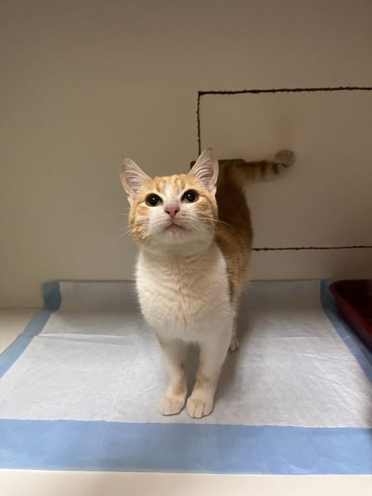 Котенок ищет дом