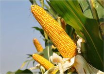 Kukurydza ALOMBO ziarno kiszonka FAO 240/250 (80 tys.) NOWOŚĆ
