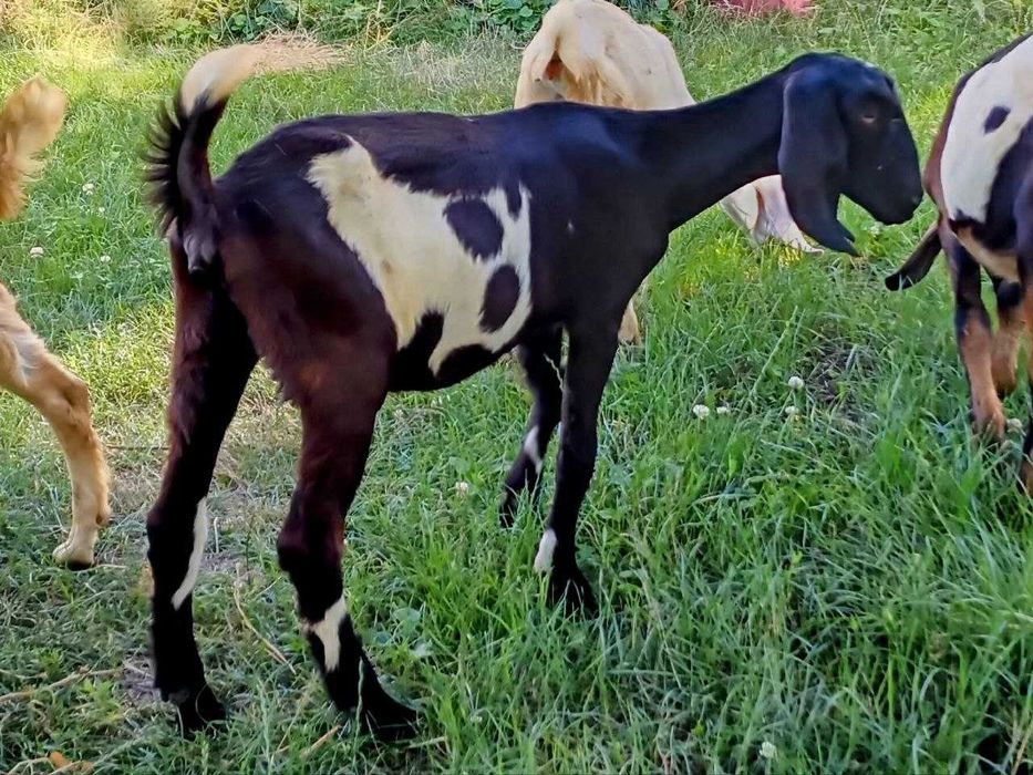 Козы, козлята англо-нубийские, большой выбор.