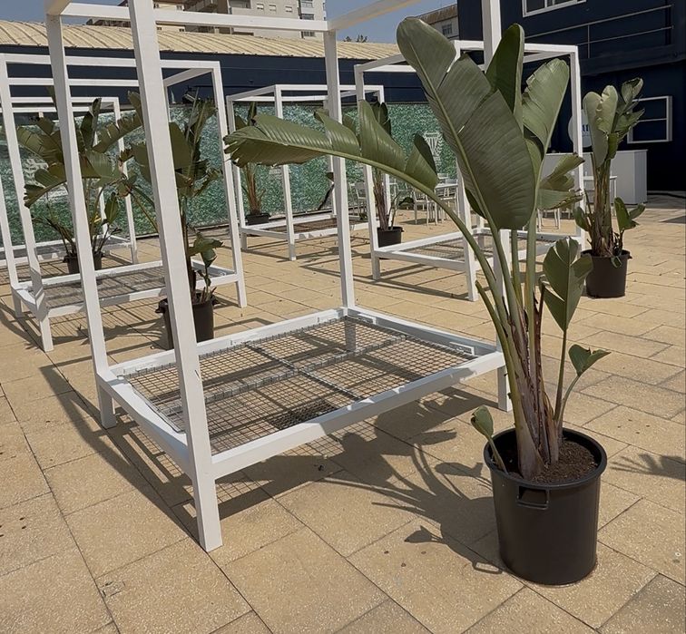 8 plantas 2,5 metros e 3,5 metros de altura