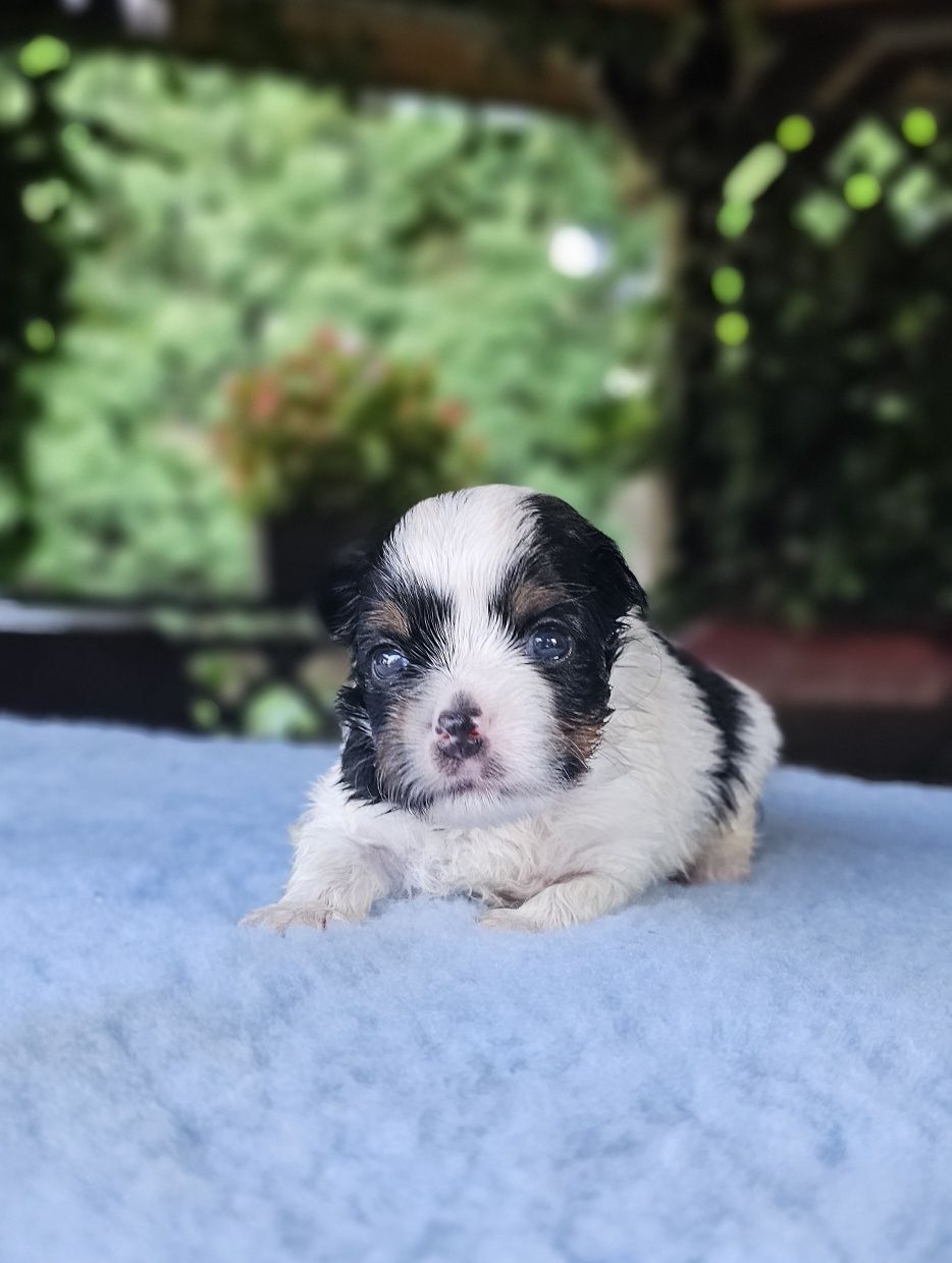Biewer Yorkshire Terrier śliczny piesek york