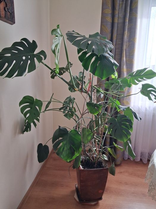 Sprzedam Kwiat Monstera