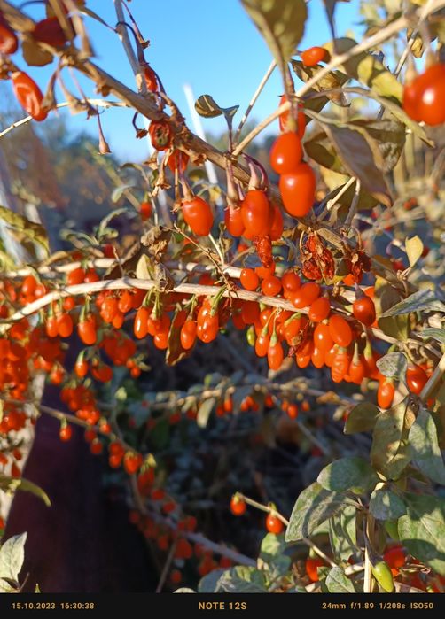 Продам саджанці годжи