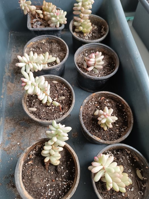 Седум Аврора, очиток