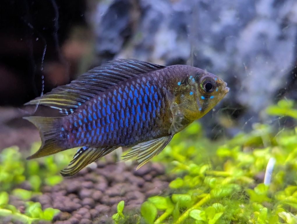 apistogramma  borelli