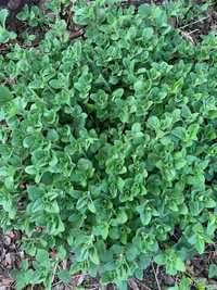 Oregano sadzonki  Lebiodka pospolita (Origanum vulgare)