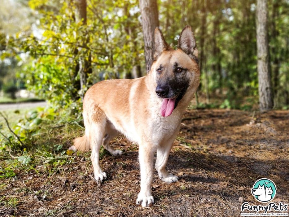 Piękny, przyjazny, rudy pies Miodek do adopcji!