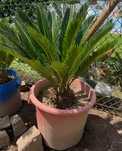 Plantas Cica muito bonitas e em vaso prontas a plantar