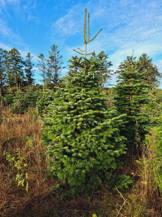 Jodła Kaukaska Cięta 250-300 cm lub w donicy 100-180 cm/ TuChoinki.pl