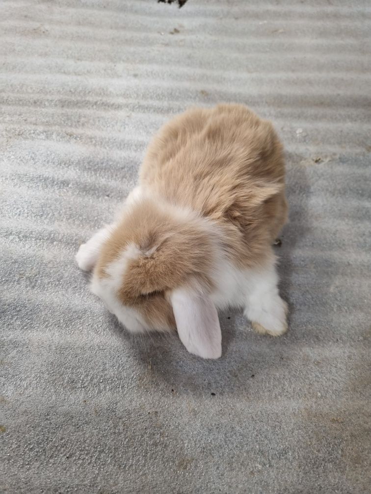 Kit coelhos anoes mini lop (orelhudos) e mini holandeses no criador