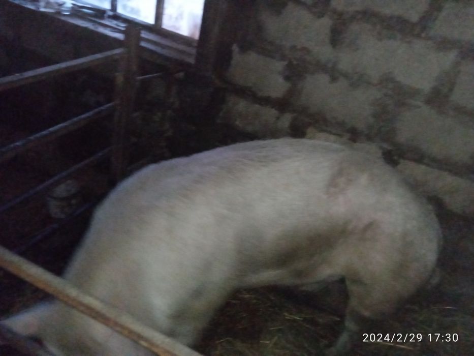 Продам хряка на племя