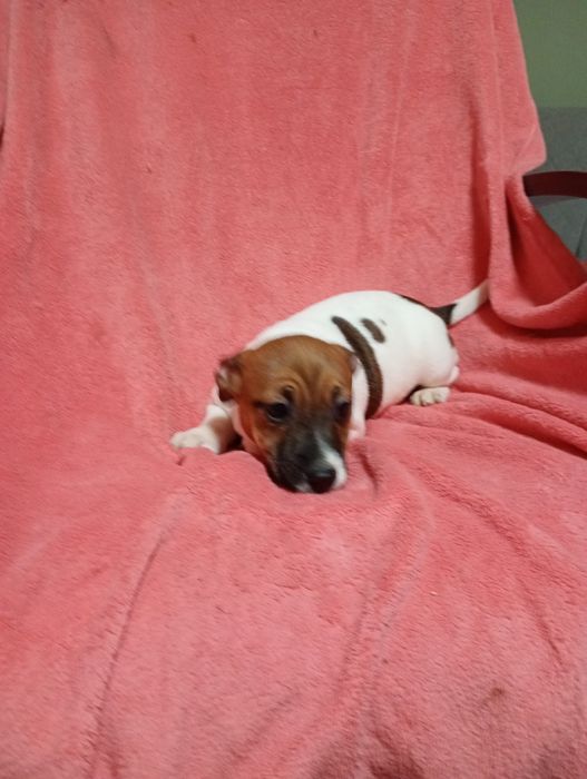 Suczka Jack Russell Terrier szuka domku bicolor