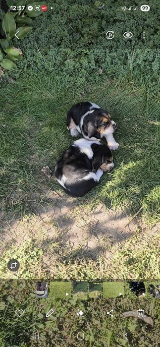 Basset Hound Piesek Gotowy do Odbioru 25.10.20255r