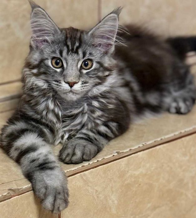 LAKERS kocurek rasy Maine Coon