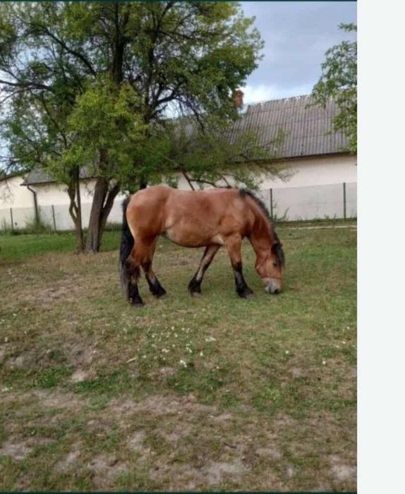Klacz zimnokrwista