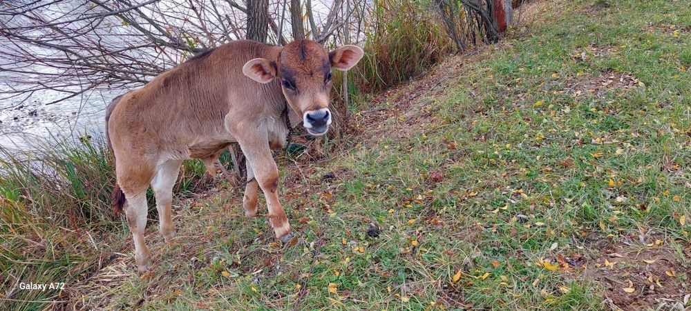 Продається бичок
