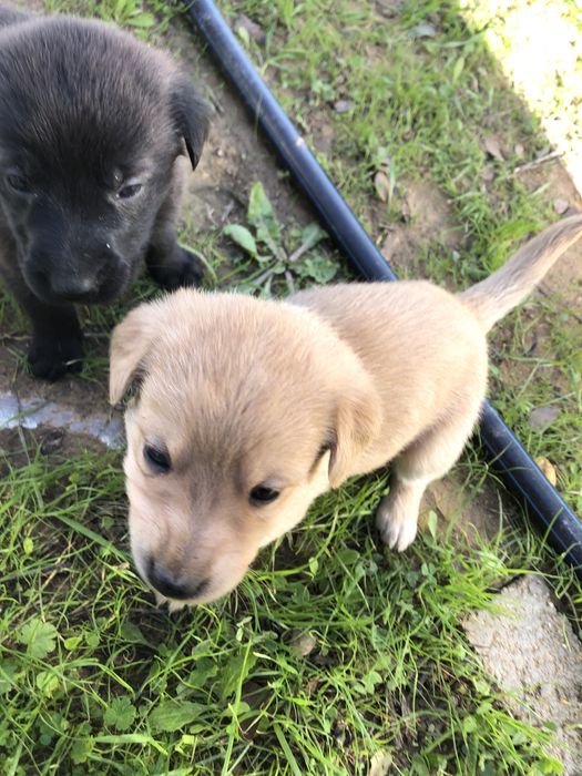 Cães bebés para dar