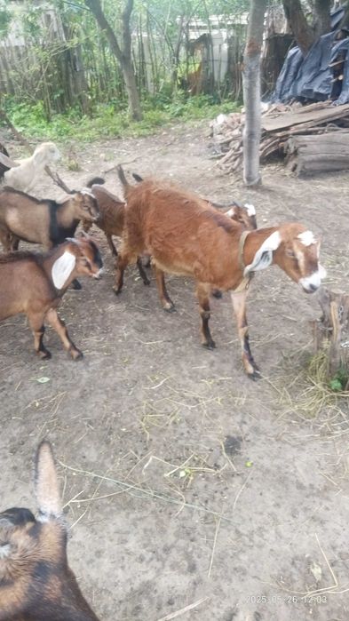 Продам коз дойных,  козлята 3-4 месяца