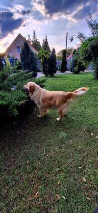 Golden Retriever ZKwP FCI