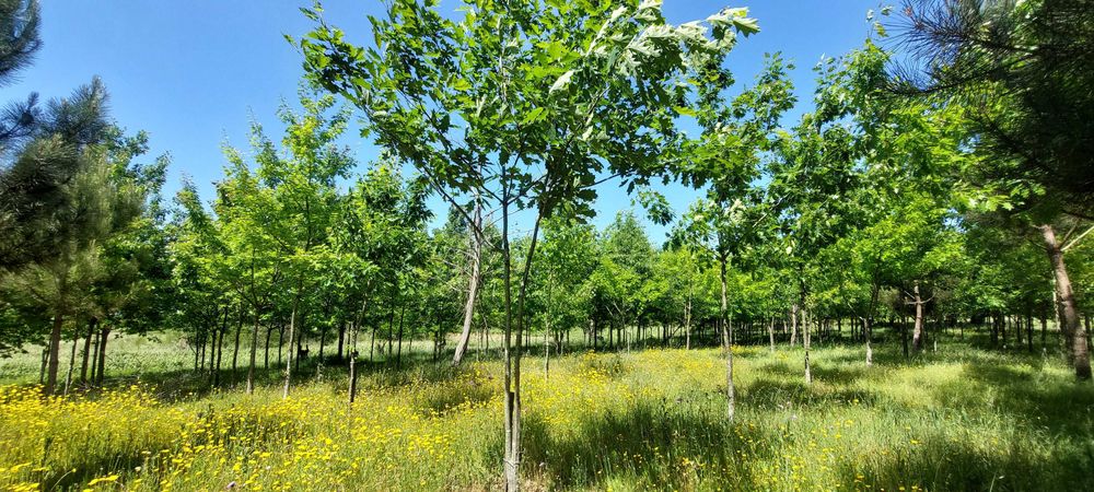Terreno Rústico na Bairrada!