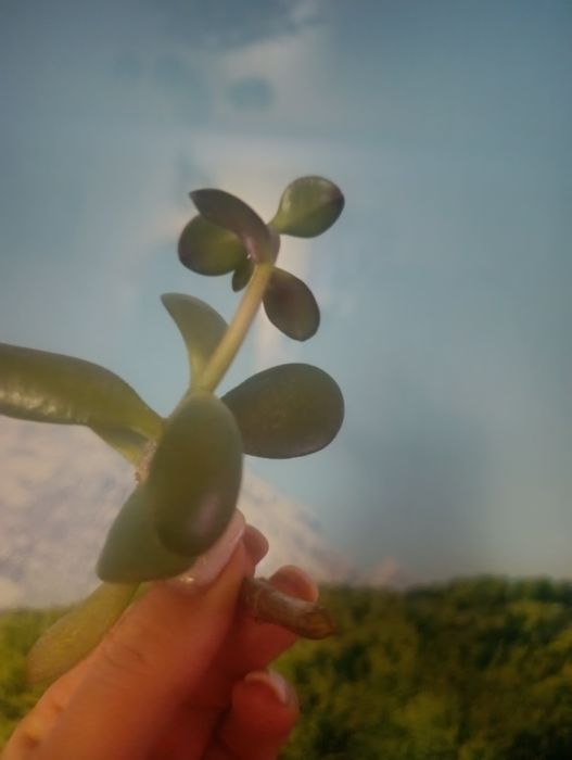 Отростки денежного дерева