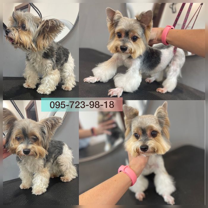 Стрижка, грумінг, грумер КОТІВ, Київ, всі райони