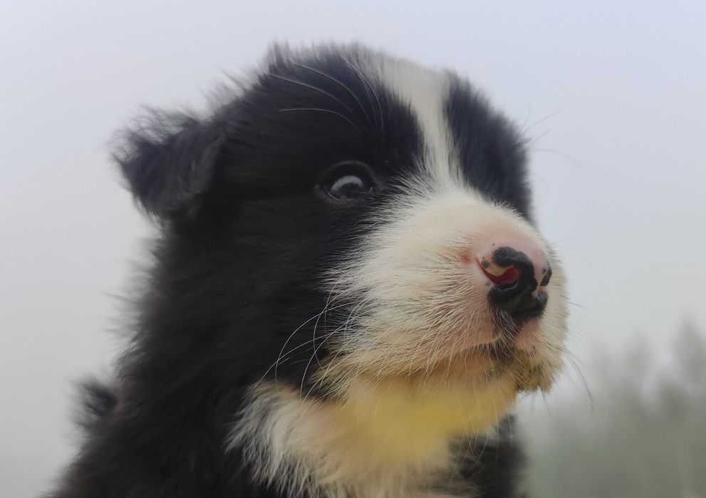Rasowy BORDER COLLIE czystej krwi z Hodowli, pełna dokumentacja